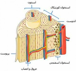 استخوان شناسی در ارتباط با حرکت دندان ها