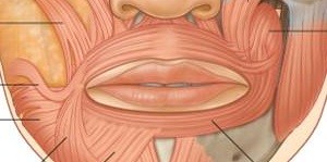 Patients with masticatory muscle pain and pain in patients with intracapsular