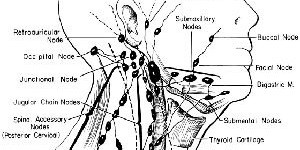 Lymphatics and Spread of Dental Infection